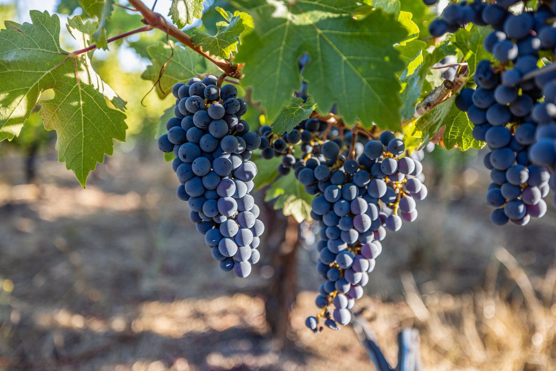Creekfront vineyard grapes close-up