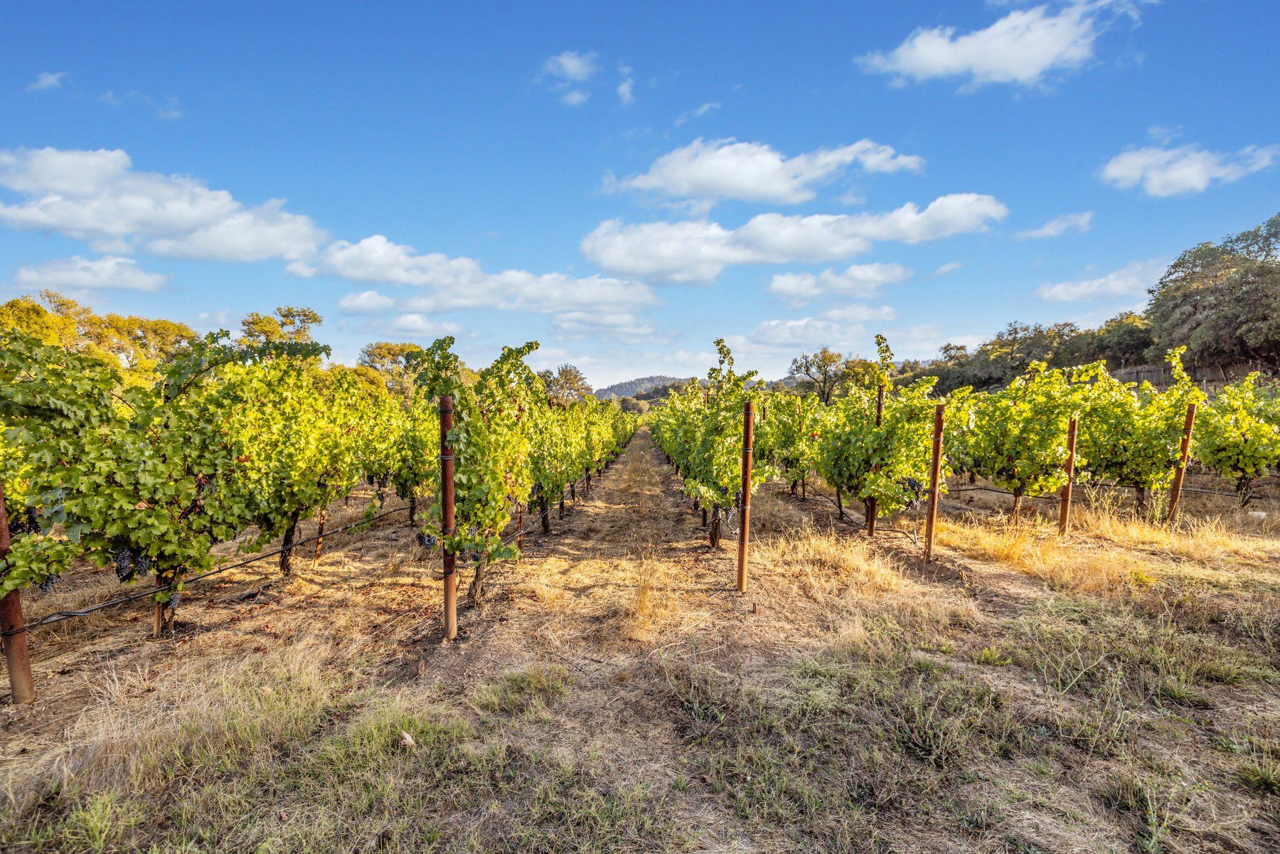 Sonoma County vineyard, Healdsburg